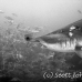 shark_hammerhead_scalloped_ci_h_0067_cr_bw.jpg